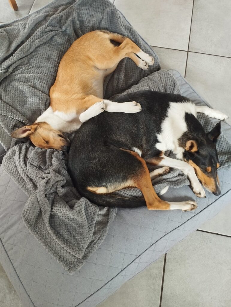 Milla and Reav - home